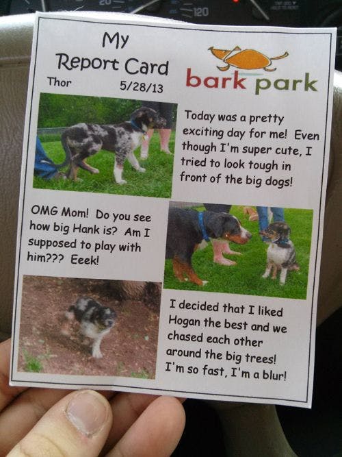 Doggie Report Card